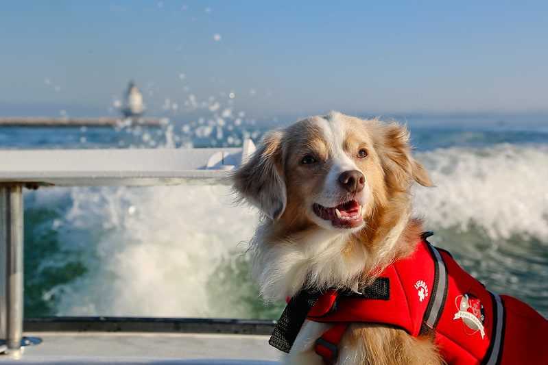 На море с собакой куда можно поехать
